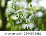 Pecteilis radiata, White egret flower, Fringed orchid