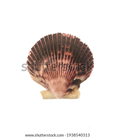 Pectinida Seashell, saltwater clams, marine bivalve molluscs, Scallop,  bivalve mollusk, on white background Foto stock © 