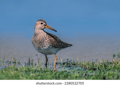 A pectoral sandpiper, Calidris melanotos, on the green grasses by the water. 