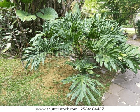 Peculiar trees in Bogor Java Botanical Garden