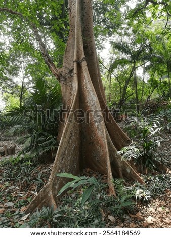 Peculiar trees in Bogor Java Botanical Garden