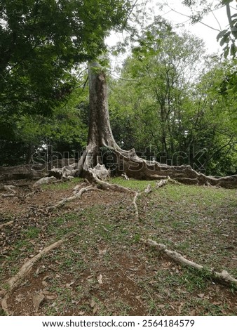 Peculiar trees in Bogor Java Botanical Garden