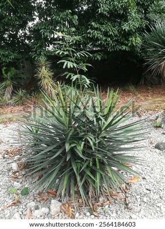 Peculiar trees in Bogor Java Botanical Garden
