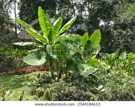 Peculiar trees in Bogor Java Botanical Garden