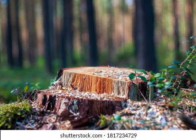 Pedestal from a Tree Stump on a Blurred Forest Background. Product Showcase with Copy Space.