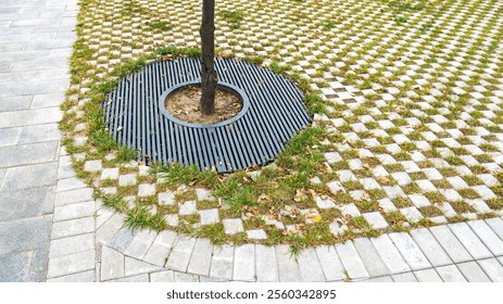 Pedestrian sidewalk with tree and metal grate base, surrounded by green grass and modern paving stones, blending urban design with nature. Modern landscaping concept - Powered by Shutterstock