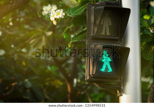 Pedestrian signals on traffic light pole.\
Pedestrian crossing sign for safe to walk in the city. Crosswalk\
signal. Green traffic light signal on blurred background of\
Plumeria tree and\
flowers.