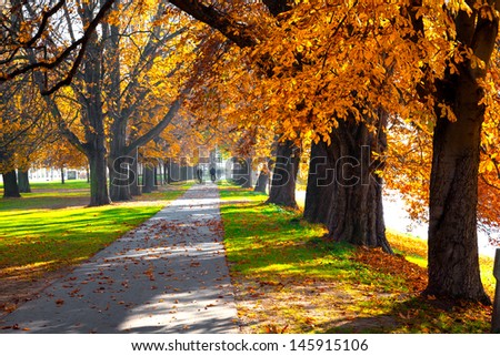 Pedestrian walkway for exercise lined up with beautiful tall autumn trees
