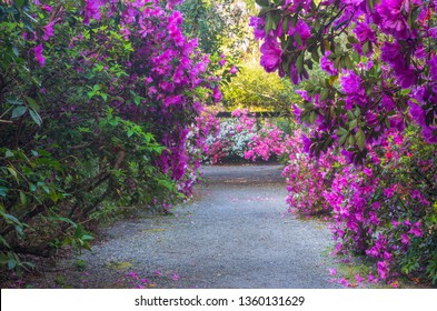 Pedestrian walkway through blooming azalea garden in Charleston, South Carolina at Magnolia Plantation.