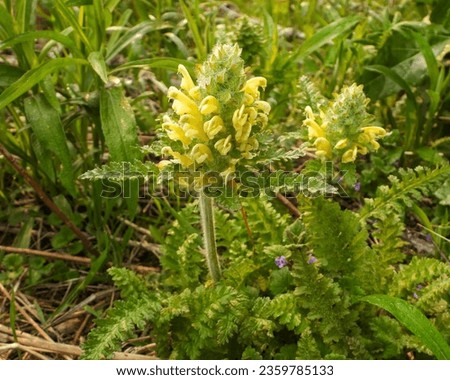 Pedicularis canadensis (Wood Betony) Native North American Prairie Wildflower