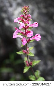 The Pedicularis siamensis flower blooms on the limestone mountain in northern Thailand. This is an alpine  wild endemic plant of Thailand blooms only in winter season at Doi Chiang Dao, Chiangmai.