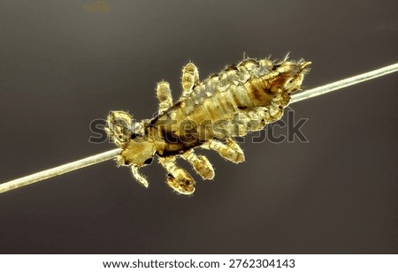 Pediculus humanus capitis - Headlouse
