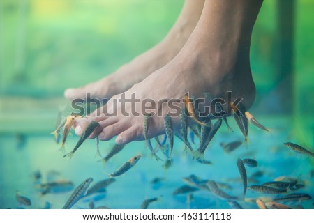 Pedicure fish spa, Fish spa pedicure, Rufa Garra fish spa pedicure massage treatment, Closeup of feet and fish in water.