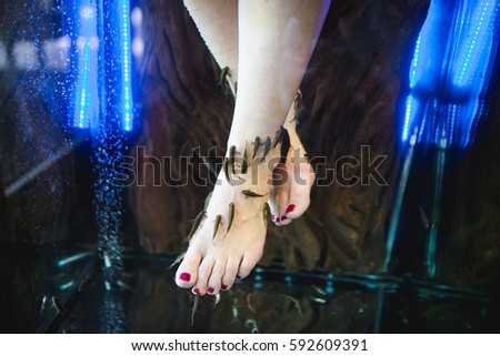 Pedicure spa with fishes. Rufa garra fish spa treatment. Close up. Selective focus, short depth of filed. 