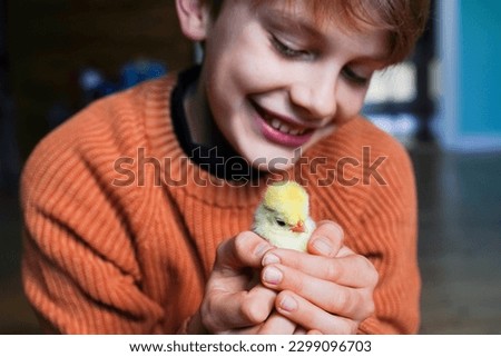 Pedigree chickens. Happy child boy holding chicken in his hands. Communication of child with animals, animal therapy. Boy holding small yellow chicken in his palms. Poultry farm. Hatched from an egg.