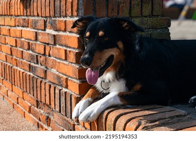 Pedigree Dog Enjoying A Sunny Afternoon Outside, Orange Brick Background.  Appenzeller Sennenhund