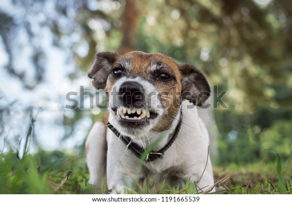angry terrier