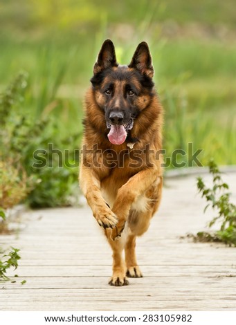 Similar – Image, Stock Photo crossbreed dog Animal