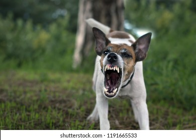 are teddy roosevelt terrier aggressive