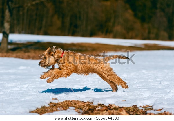 Pedigree Irish soft coated wheaten\
terrier dog actively running on snow in park with dark forest in\
background, outdoor domestic animal training activities\
