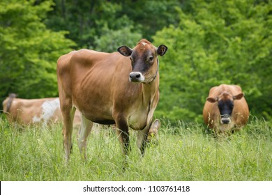 Pedigree Jersey Cow With Black Face