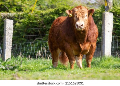 Pedigree Limousin bull in field