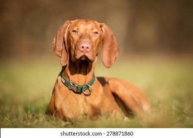 Pedigree Vizsla Dog Outdoors On Grass Field On A Sunny Spring Day.