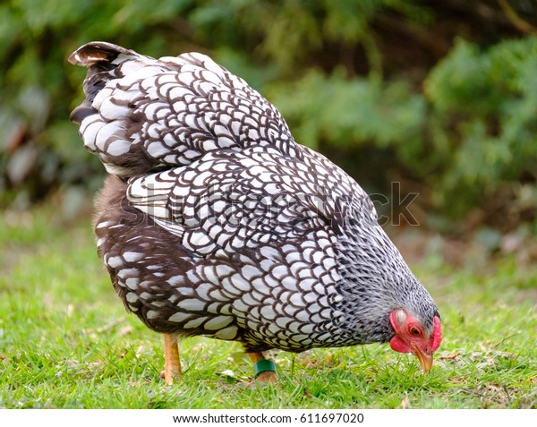 Pedigree Wyandotte Hens En Un Jardin Foto De Stock Editar Ahora