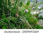 Pediophytium, mountain meadow. Fleabane (Erigeron uniflorus) on subnival gravelly sparse meadow of the North Caucasus. An introduction from North America
