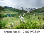 Pediophytium. Setwell. Probably Valeriana capitata on border of alpine zone of gravelly meadow (alm) of North Caucasus. At end of gorge, snow-capped peaks of mountains visible. Drug, 	ethnoscience