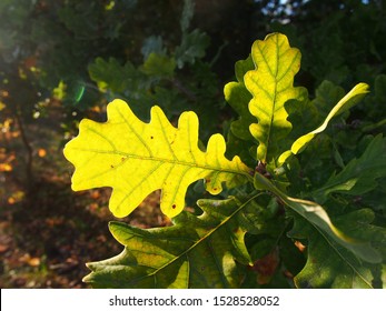 Pedunculate Oak Leaves Late Afternoon Sunshine Stock Photo 1528528052 ...