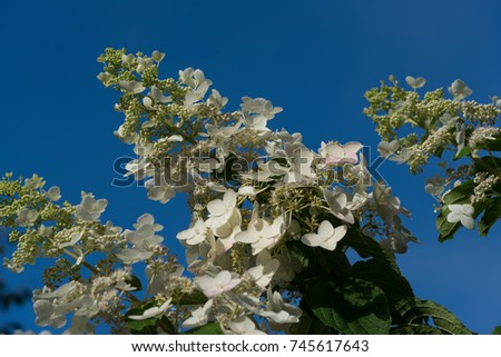 Pee Gee Hydrangea 