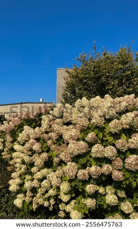 Pee Gee Hydrangea is a popular deciduous shrub or small tree celebrated for its striking conical flower clusters. 
Courtesy: gardenia.net
