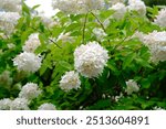 The Pee Gee Hydrangea Shrub Blooming in the Autumn Park