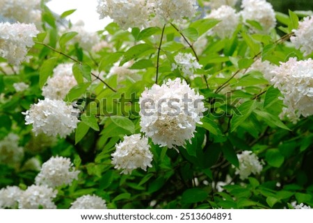 The Pee Gee Hydrangea Shrub Blooming in the Autumn Park