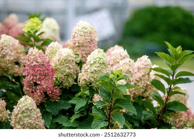 PeeGee hydrangea hydrangeas close up selective focus blurred background. Perennial plant shrub flower flowering blooms blooming. White shades of pink. Late summer early fall. Beautiful. Isolated.