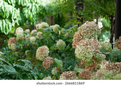 PeeGee hydrangea hydrangeas close up selective focus blurred background. Perennial plant shrub flower flowering blooms blooming. White shades of pink. Late summer early fall.