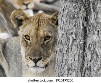Peek a boo Lioness hiding behind a Mopane tree in Etosha National Park, Namibia