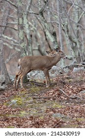 Peek A Boo Whitetail Deer Duo