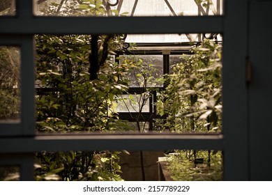 Peek Inside The Greenhouse From The Window