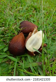 Peek Inside The Salak Fruit (snake Fruit),  The Delicacy Behind Its Thorny Skin