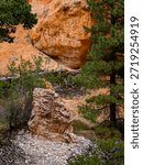 Peekaboo Loop Trail, Bryce Canyon National Park, Utah, USA