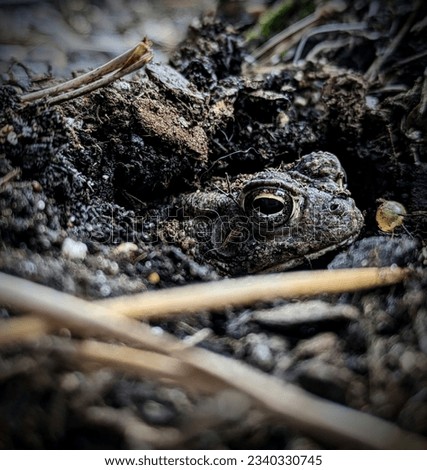 Peekaboo toad hiding in dirt 2