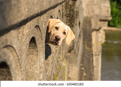 Peek-a-boo! A yellow labrador retriever pokes her head out of a hole on a bridge overlooking the Potomac River and looks at the camera