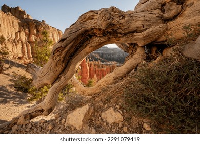 Peeking at Bryce Hoodoos through Dead Tree Branches along the Rim