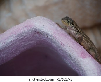 Peeking Lizard 
