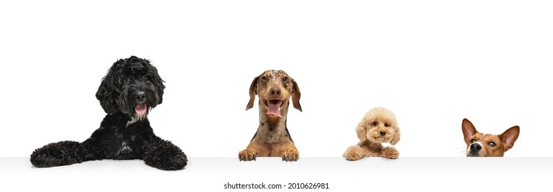 Peeking out. Collage ofstudio images of four purebred dogs sitting isolated over white background. Fluffy and shorthaired. Copyspace for ad. Flyer