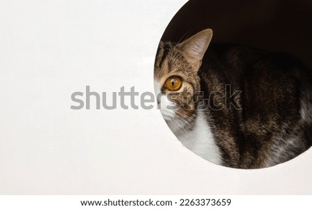 Кitten peeking out of white cardboard box with decorative hole. Cat banner, copy space, selective focus