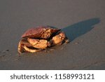 Peekytoe/rock Crab walking on  the beach at Ft. Popham in Maine at  sunrise.