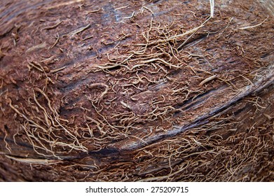 Peel Coconut Background Super Macro Stock Photo 275209715 | Shutterstock